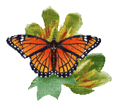 butterfly laurachan - Ingyenes animált GIF