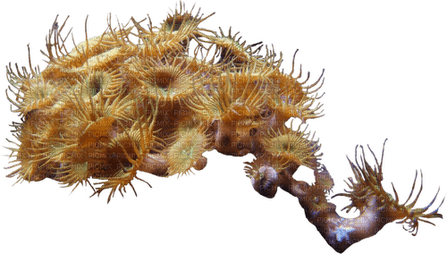 zoas - 免费PNG