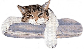 cat pillow CHAT OREILLER - Free PNG
