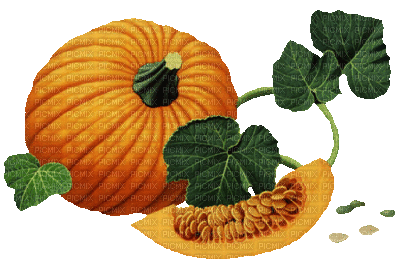 Pumpkin - Δωρεάν κινούμενο GIF