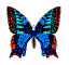 Multi-Colored Butterfly - Free animated GIF