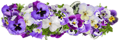 flowers purple violet laurachan - png gratis