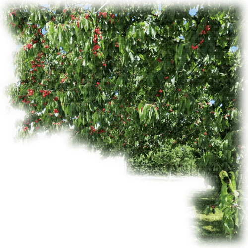 czereśnie,  cherries - png ฟรี