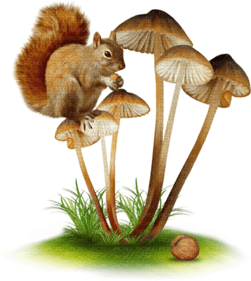 patymirabelle champignon - kostenlos png