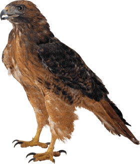 Kaz_Creations Eagle Bird - darmowe png