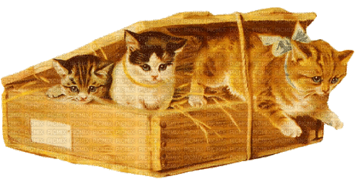Cat, Katze, Kiste, Vintage - 無料のアニメーション GIF