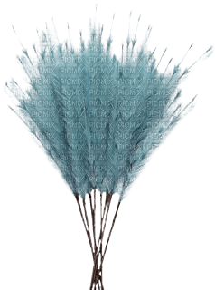feathers - gratis png