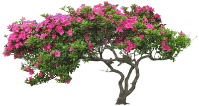 Kaz_Creations Tree Flowers - 免费PNG