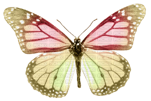 butterfly - бесплатно png