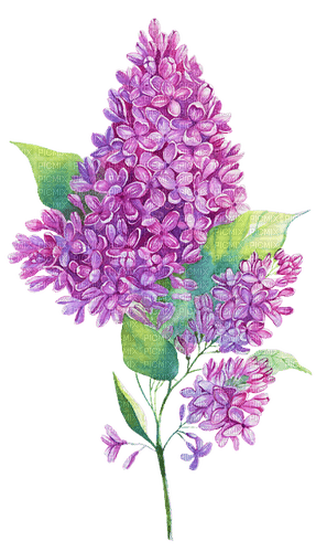 aquarelle,  fleur, Orabel - besplatni png