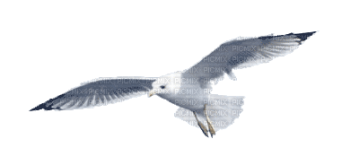 gull katrin - Free animated GIF