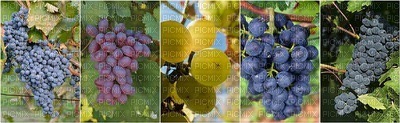grapes rypäleet collage kollaasi - 無料png