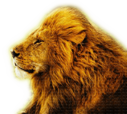 Rena Löwe Lion - kostenlos png