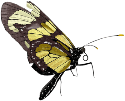 mariposa - фрее пнг