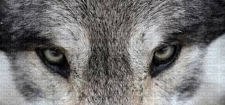 Yeux Loup - Free PNG