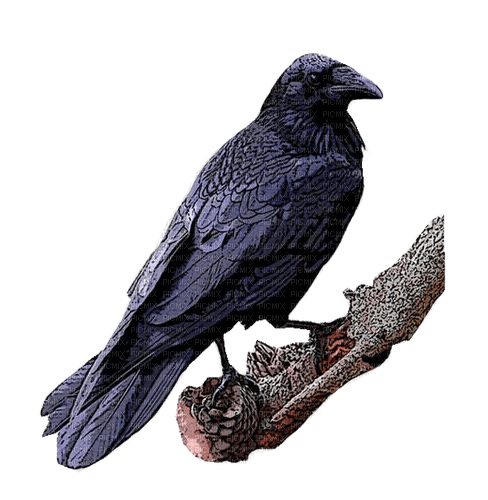 corbeau - darmowe png