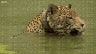 jaguar - GIF animé gratuit