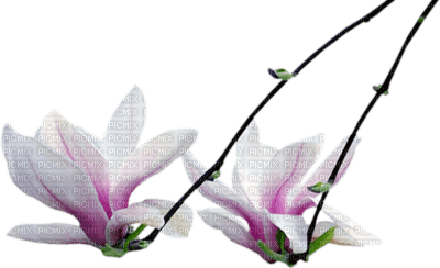Tube Branche Fleurie - PNG gratuit