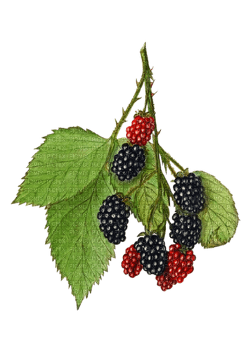 mulberry Bb2 - Free PNG