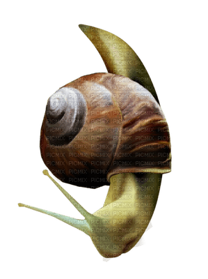 Kaz_Creations Snails Snail - zadarmo png