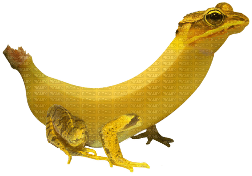 banana frog - png grátis