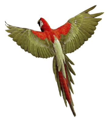 patymirabelle oiseau perroquet - фрее пнг
