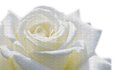 white rose - PNG gratuit