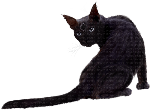 Cat.Black - безплатен png