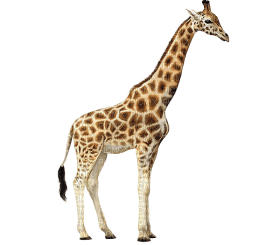 Kaz_Creations Giraffe - ilmainen png
