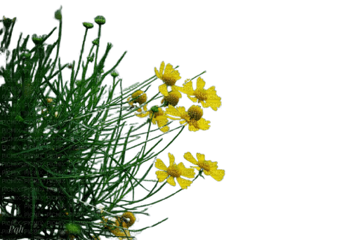 grass,flowers - darmowe png