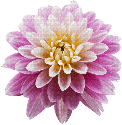 Flowers dm19 - nemokama png