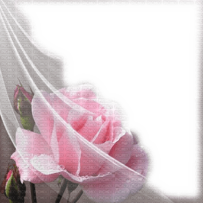 frame cadre flowers - Free PNG
