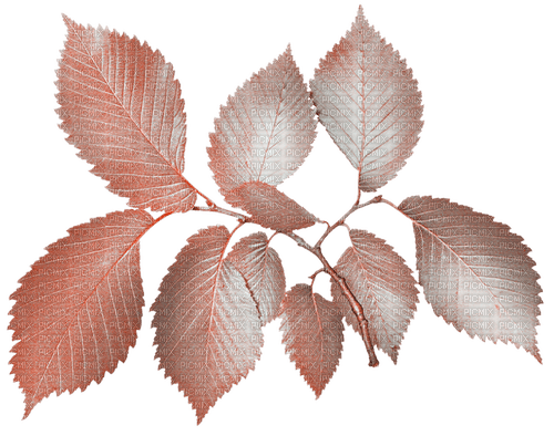 Feuilles.Leaves.Pink.Autumn.Automne.Victoriabea - PNG gratuit