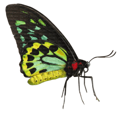 Butterfly - zdarma png