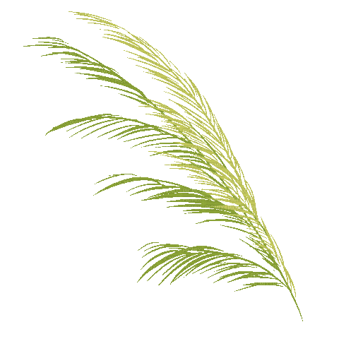Branch.Palm.Palmier.gif.Victoriabea - Darmowy animowany GIF