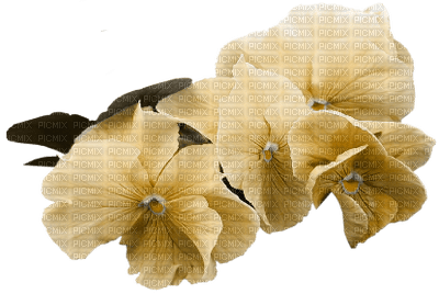 yellow---flower - png ฟรี