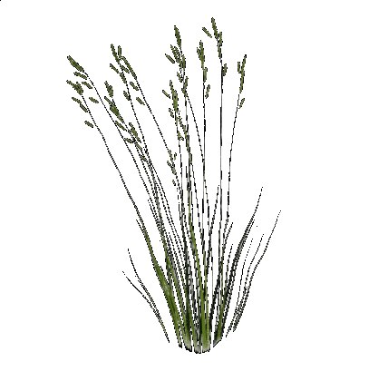 Трава - Безплатен анимиран GIF