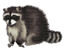 Kaz_Creations Raccoon - png grátis
