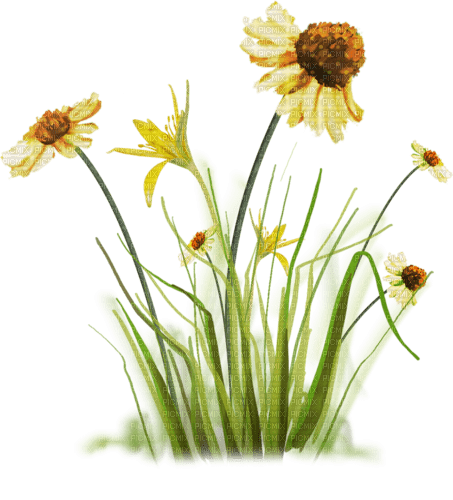 flores transparentes dubravka4 - 免费PNG