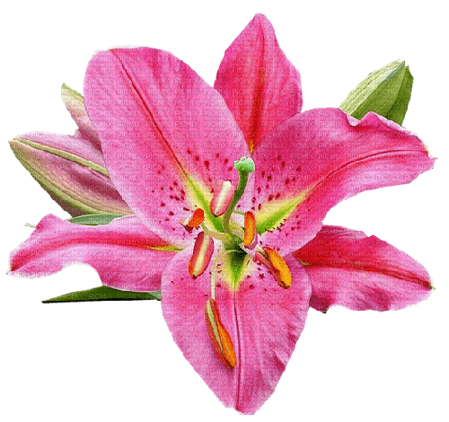 dolceluna pink flower tropical - фрее пнг