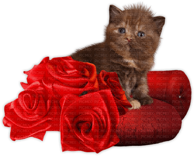 patymirabelle fleurs et chat - δωρεάν png