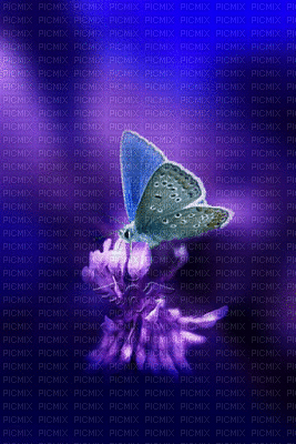 gif papillon - Nemokamas animacinis gif