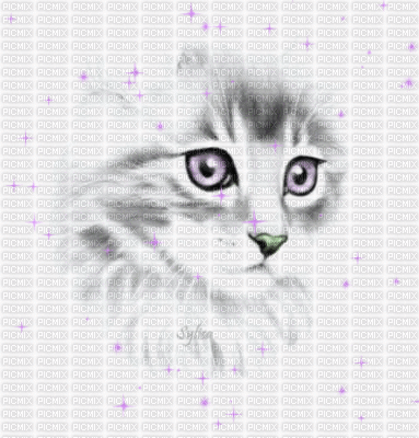 chat sintillant - Animovaný GIF zadarmo