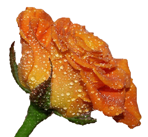 Rose Flower - GIF animado grátis