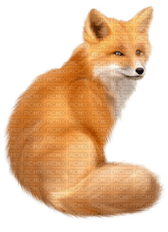 Kaz_Creations  Fox - darmowe png
