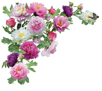 Flowers pink rose bp - darmowe png