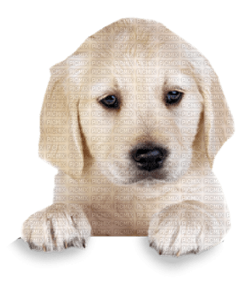Tube Chien - Free PNG