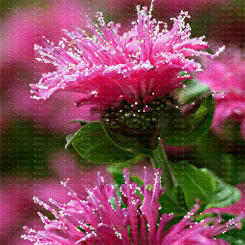flowers milla1959 - Gratis geanimeerde GIF