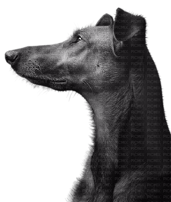 Kaz_Creations Animals Dog - бесплатно png