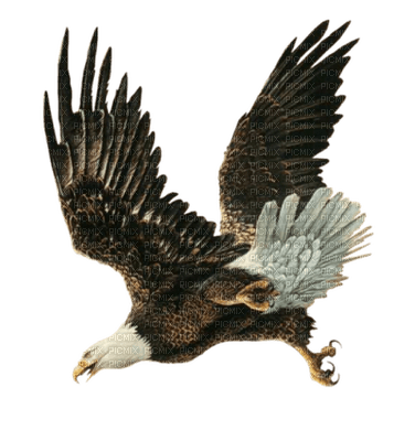aguila by EstrellaCristal - Free PNG
